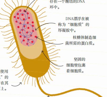 买到即kaiyun网站赚到！DK科普合辑来了到手的都是限时折扣价…(图19)